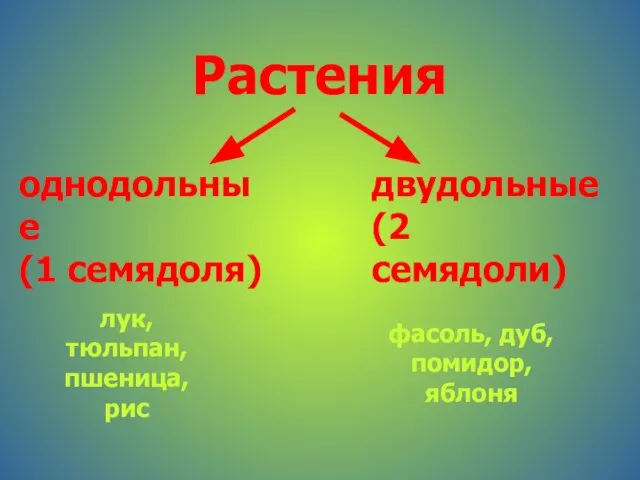 Растения однодольные (1 семядоля) двудольные (2 семядоли) лук, тюльпан, пшеница, рис фасоль, дуб, помидор, яблоня