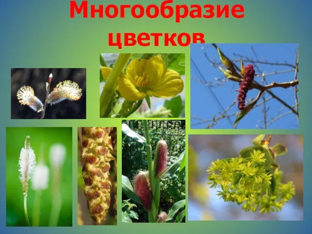 Многообразие цветков