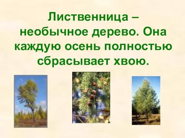 Лиственница – необычное дерево. Она каждую осень полностью сбрасывает хвою.