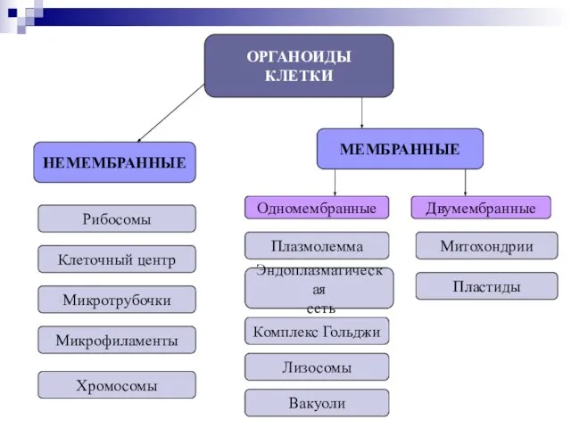 ОРГАНОИДЫ КЛЕТКИ НЕМЕМБРАННЫЕ МЕМБРАННЫЕ Одномембранные Двумембранные Рибосомы Клеточный центр Микротрубочки Микрофиламенты Хромосомы