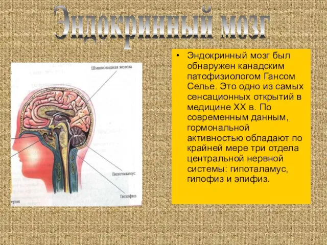 Эндокринный мозг был обнаружен канадским патофизиологом Гансом Селье. Это одно из самых