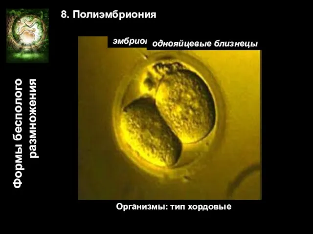 Формы бесполого размножения 8. Полиэмбриония зигота поделившаяся зигота эмбрионы в одном плодном