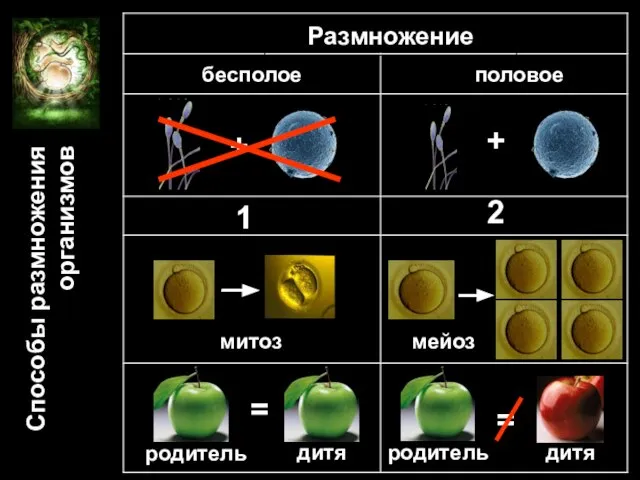 Размножение бесполое половое + + 1 2 мейоз митоз родитель родитель дитя