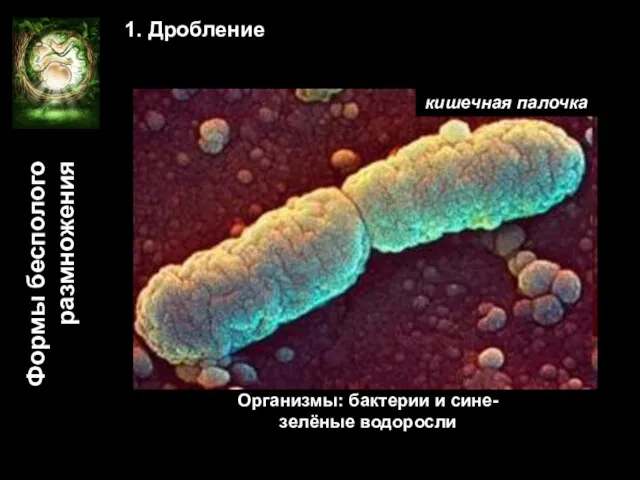Формы бесполого размножения 1. Дробление Организмы: бактерии и сине-зелёные водоросли кишечная палочка