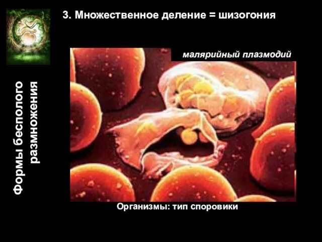 Формы бесполого размножения 3. Множественное деление = шизогония малярийный плазмодий Организмы: тип споровики