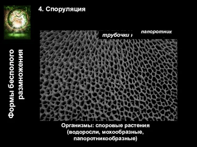 Формы бесполого размножения 4. Споруляция грибные споры трубочки на шляпке гриба моховик