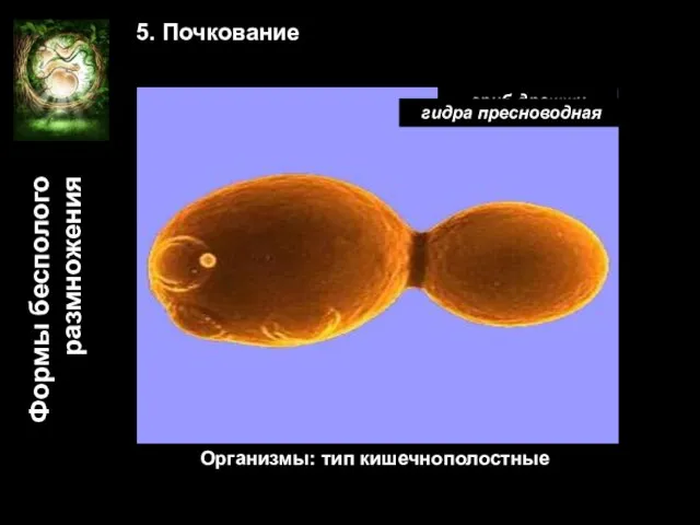 Формы бесполого размножения 5. Почкование гриб дрожжи Организмы: тип кишечнополостные гидра пресноводная