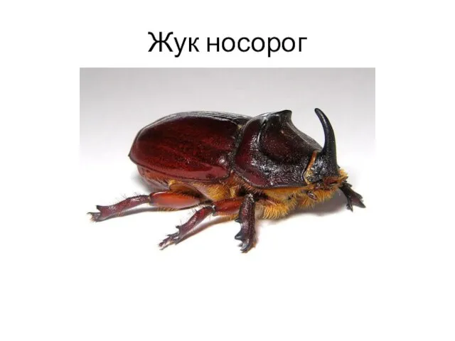 Жук носорог