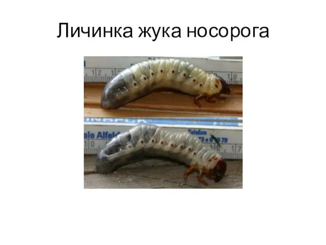 Личинка жука носорога