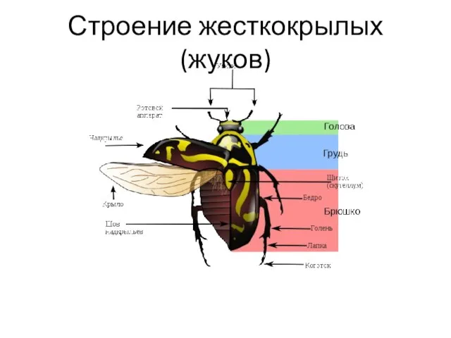 Строение жесткокрылых (жуков)