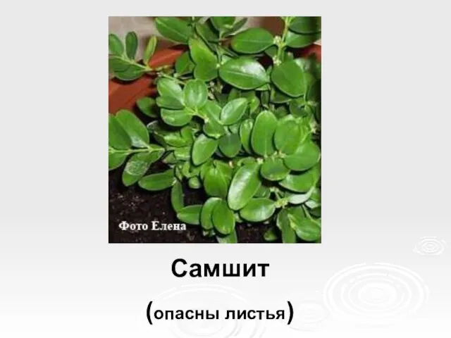 Самшит (опасны листья)