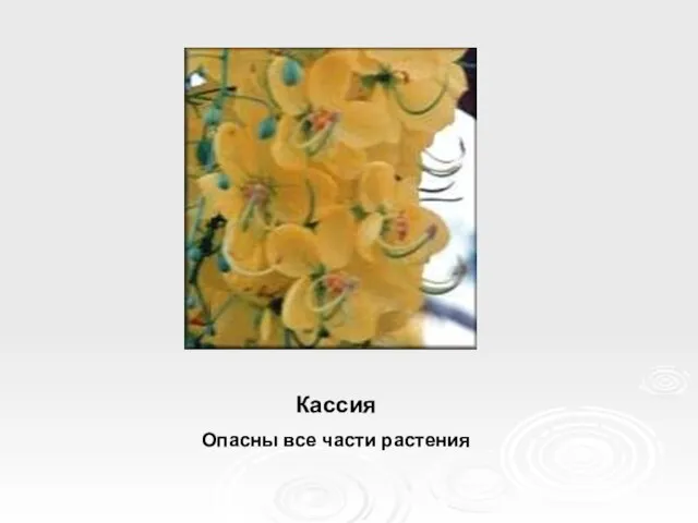 Кассия Опасны все части растения