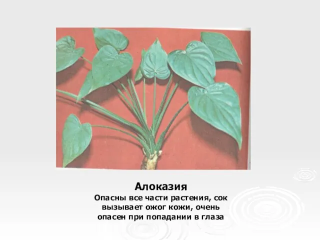 Алоказия Опасны все части растения, сок вызывает ожог кожи, очень опасен при попадании в глаза