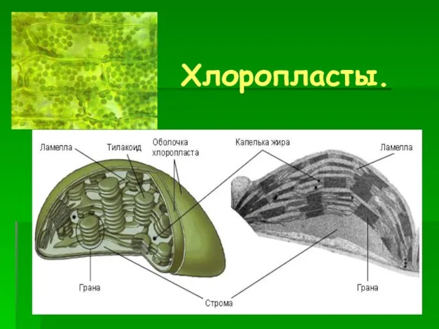 Хлоропласты.