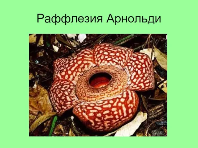 Раффлезия Арнольди