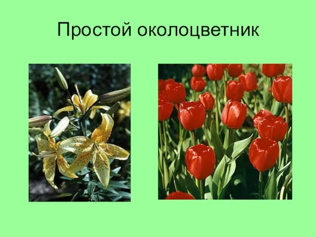 Простой околоцветник