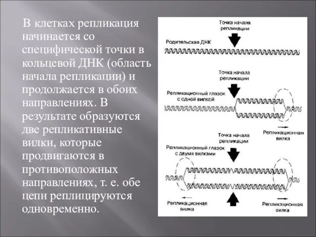 В клеткаx репликация начинается со специфической точки в кольцевой ДНК (область начала