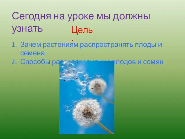 Сегодня на уроке мы должны узнать Цель: Зачем растениям распространять плоды и