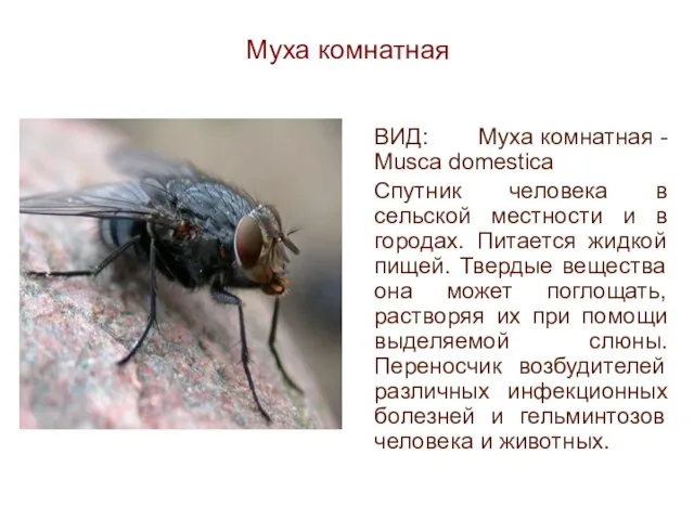 Муха комнатная ВИД: Муха комнатная - Musca domestica Спутник человека в сельской