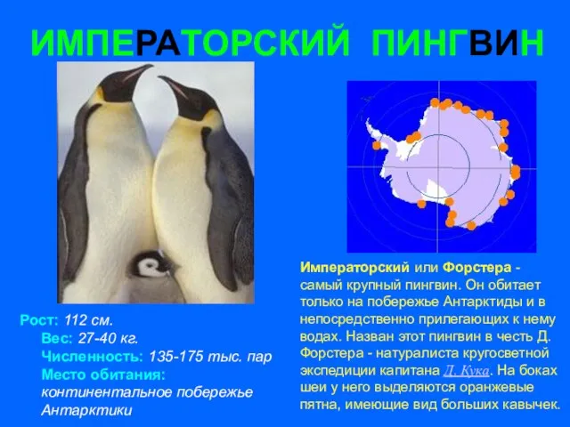 ИМПЕРАТОРСКИЙ ПИНГВИН Рост: 112 см. Вес: 27-40 кг. Численность: 135-175 тыс. пар