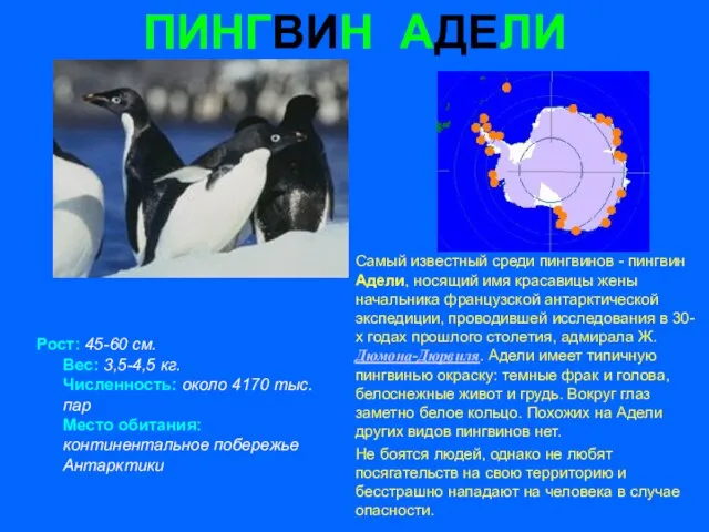 ПИНГВИН АДЕЛИ Рост: 45-60 см. Вес: 3,5-4,5 кг. Численность: около 4170 тыс.