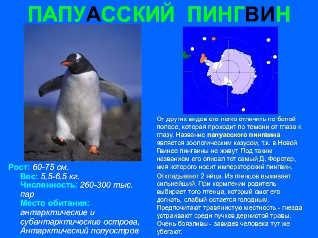 ПАПУАССКИЙ ПИНГВИН Рост: 60-75 см. Вес: 5,5-6,5 кг. Численность: 260-300 тыс. пар