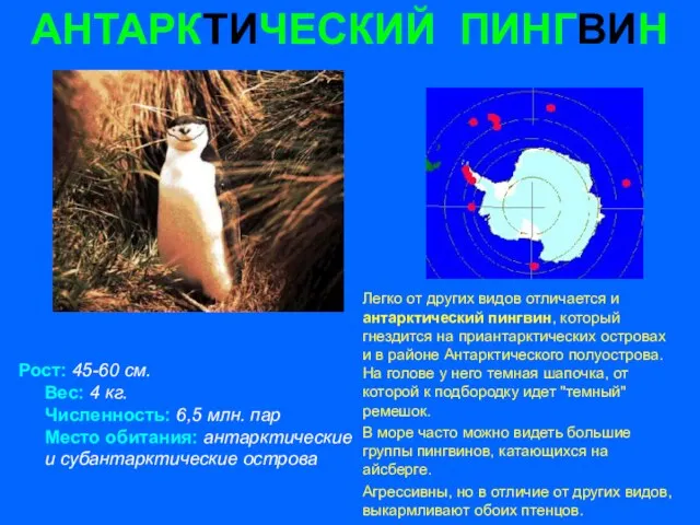 АНТАРКТИЧЕСКИЙ ПИНГВИН Рост: 45-60 см. Вес: 4 кг. Численность: 6,5 млн. пар