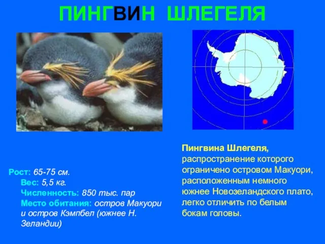 ПИНГВИН ШЛЕГЕЛЯ Рост: 65-75 см. Вес: 5,5 кг. Численность: 850 тыс. пар