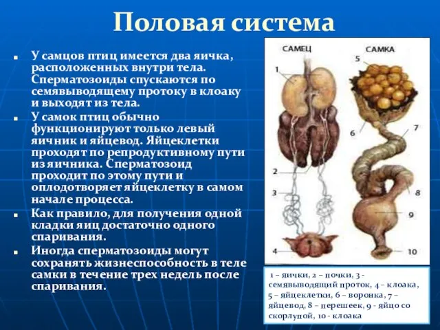 Половая система У самцов птиц имеется два яичка, расположенных внутри тела. Сперматозоиды