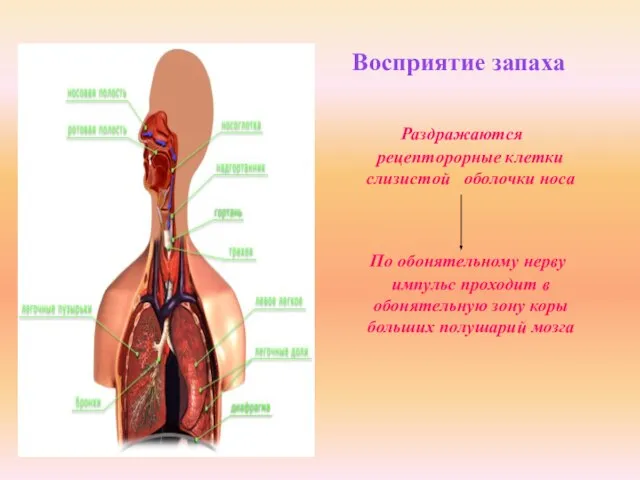 Восприятие запаха Раздражаются рецепторорные клетки слизистой оболочки носа По обонятельному нерву импульс