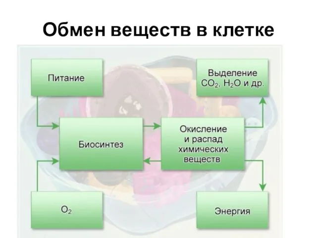 Обмен веществ в клетке