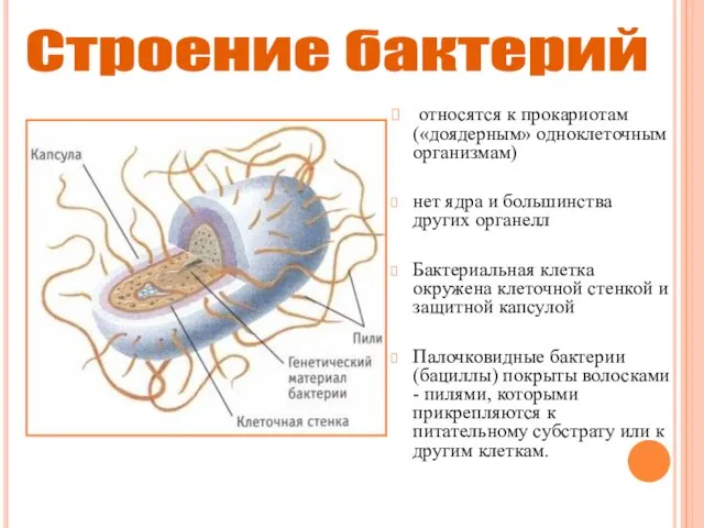 относятся к прокариотам («доядерным» одноклеточным организмам) нет ядра и большинства других органелл