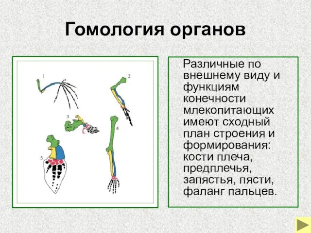 Гомология органов Различные по внешнему виду и функциям конечности млекопитающих имеют сходный