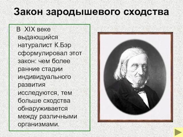 Закон зародышевого сходства В XIX веке выдающийся натуралист К.Бэр сформулировал этот закон: