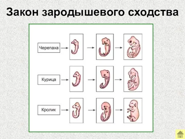 Закон зародышевого сходства