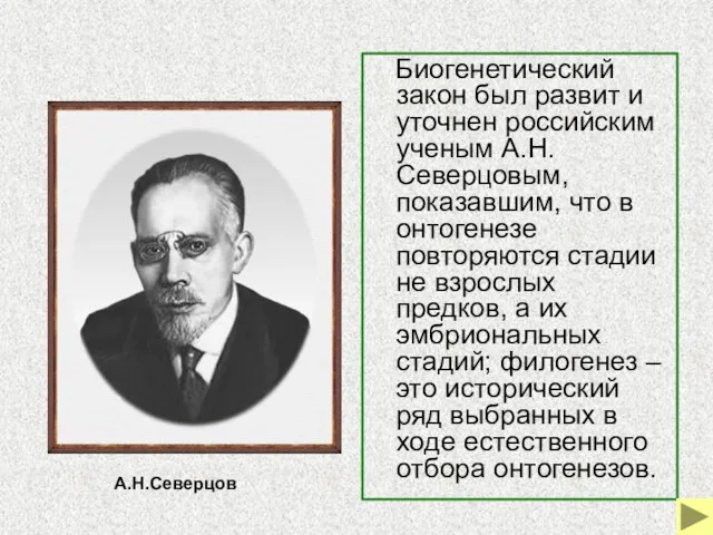 Биогенетический закон был развит и уточнен российским ученым А.Н.Северцовым, показавшим, что в