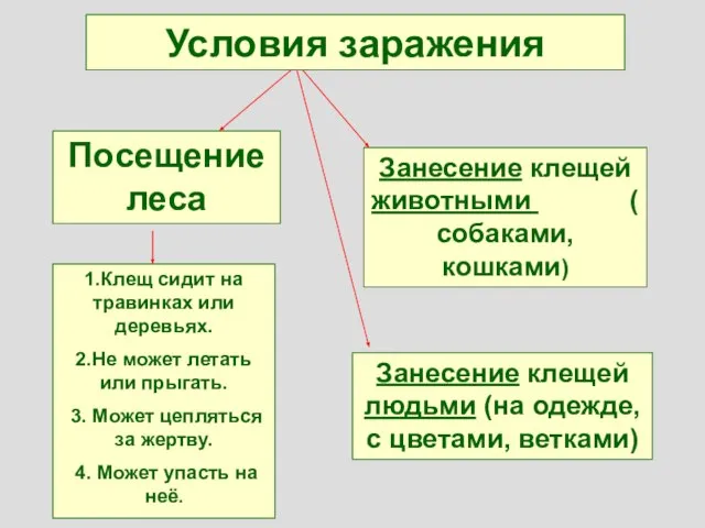 Условия заражения Посещение леса 1.Клещ сидит на травинках или деревьях. 2.Не может