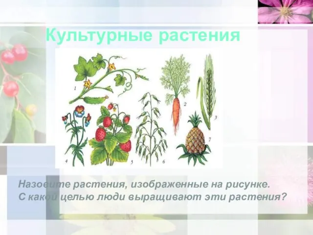 Культурные растения Назовите растения, изображенные на рисунке. С какой целью люди выращивают эти растения?