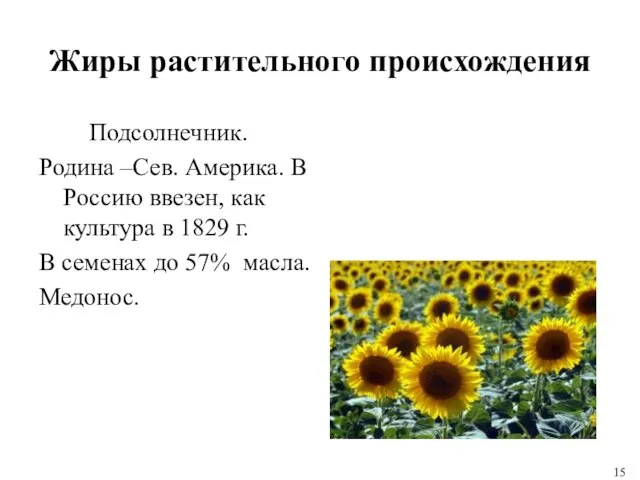 Жиры растительного происхождения Подсолнечник. Родина –Сев. Америка. В Россию ввезен, как культура