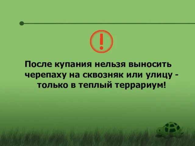 После купания нельзя выносить черепаху на сквозняк или улицу - только в теплый террариум!