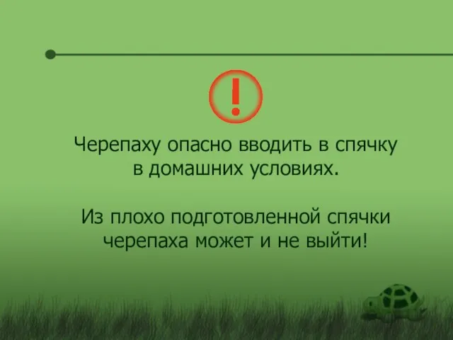 Черепаху опасно вводить в спячку в домашних условиях. Из плохо подготовленной спячки