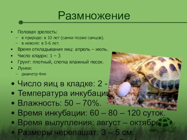 Размножение Половая зрелость: в природе: в 10 лет (самки позже самцов). в