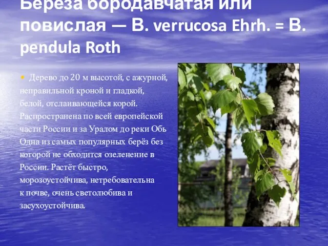 Береза бородавчатая или повислая — В. verrucosa Ehrh. = В. pendula Roth