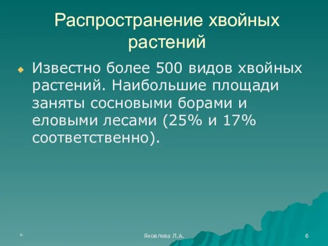 * Яковлева Л.А. Распространение хвойных растений Известно более 500 видов хвойных растений.