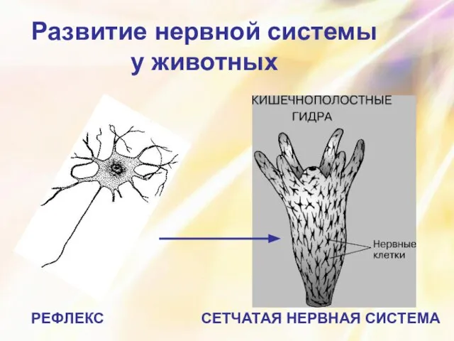 Развитие нервной системы у животных СЕТЧАТАЯ НЕРВНАЯ СИСТЕМА РЕФЛЕКС