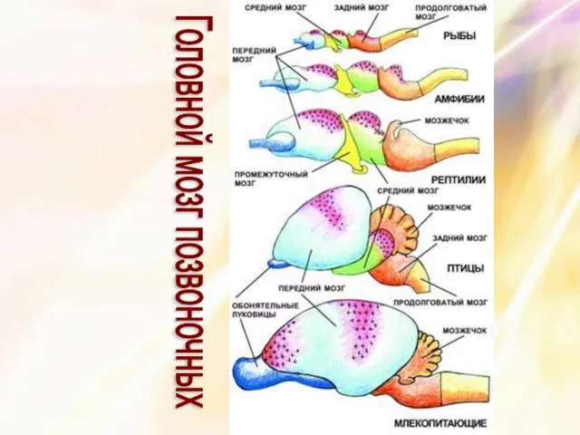 Головной мозг позвоночных