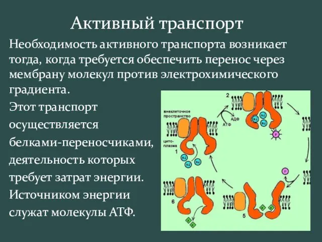 Активный транспорт Необходимость активного транспорта возникает тогда, когда требуется обеспечить перенос через