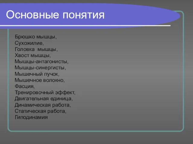 Основные понятия Брюшко мышцы, Сухожилие, Головка мышцы, Хвост мышцы, Мышцы-антагонисты, Мышцы-синергисты, Мышечный