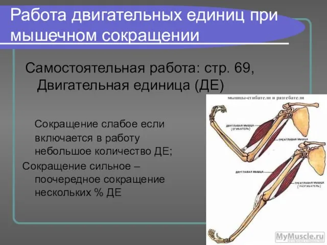 Работа двигательных единиц при мышечном сокращении Самостоятельная работа: стр. 69, Двигательная единица