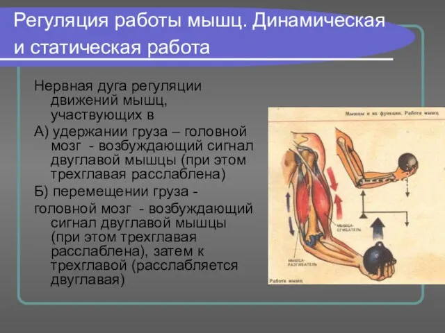 Регуляция работы мышц. Динамическая и статическая работа Нервная дуга регуляции движений мышц,